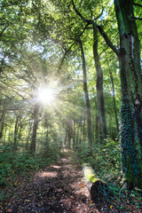 Wald, Baum, Forest, Sonne, Herbst Shinrin Yoku, Tree, Herbst, Autumn, Waldbaden, green, landschaft, holz, herbst, blatt, pfad, gehen, laub, natur, way, baum, sonnenlicht, dschungel,