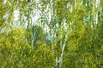A close-up view of dense green birch trees with white bark surrounded by rich foliage with a tinge of early autumn yellow. Birds are visible. Lush leaves fill the frame, creating a lively, natural 