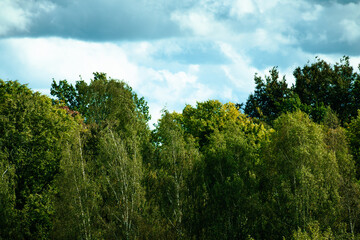 A view of lush green trees with leafy branches reaching up against a bright, partly cloudy sky. Natural light highlights the vibrant greenery, creating a fresh and peaceful atmosphere.