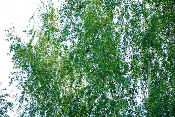 A view of lush green trees with leafy branches reaching up against a bright, partly cloudy sky. Natural light highlights the vibrant greenery, creating a fresh and peaceful atmosphere.
