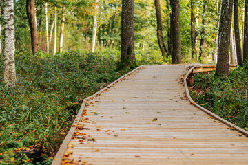 A peaceful wooden boardwalk winds through a dense forest covered in scattered autumn leaves....