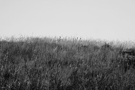 wheat in the wind in black and white - Powered by Adobe