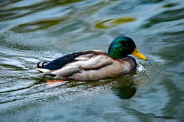 Männliche Stockente (Anas platyrhynchos) schwimmt auf einem See