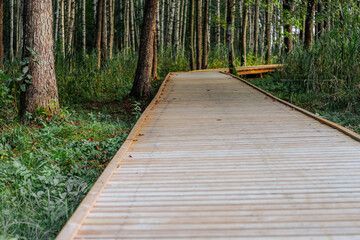 Obraz premium A peaceful wooden boardwalk winds through a dense forest covered in scattered autumn leaves. Surrounded by trees and greenery, this peaceful trail invites exploration and tranquility in nature.