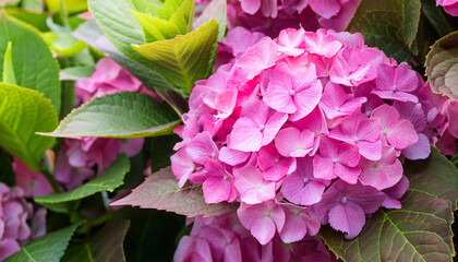 A Close Up of a Pink Hydrangea Bloom in a Garden Setting and Copy Space