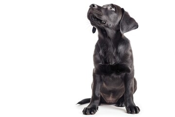 Fototapeta premium Black Labrador sits and listens with his head tilted straight animal mammal pet.