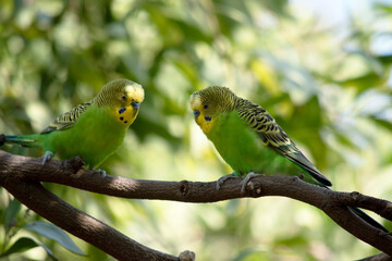 Parakeets are pale green with black bars on their backs, heads, and wings.