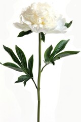 Fototapeta premium A white peony carnation blossom flower.
