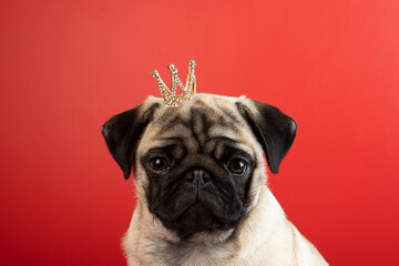 Dog with a crown on its head. Portrait of a puppy in a crown. The dog is looking at the camera. A place to copy. Red background.