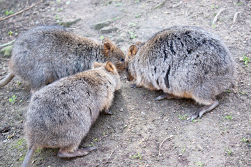 Fototapeta premium The Quokka is a small wallaby with thick, coarse, grey-brown fur with lighter underparts. Its snout is naked and its ears are short.