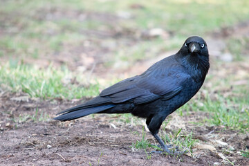 the Australian raven is a black bird with white eyes and grey feet and beak