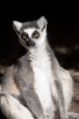The Ring-tailed lemur backs is grey with grey limbs and dark grey heads and necks. They have long striped tails.
