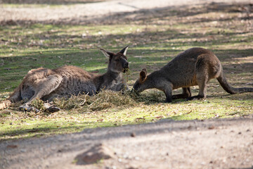 the swamp wallaby and the Kangaroo Island kangaroo are eating together