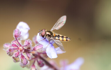 hoverly resting on flower