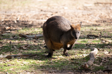 The swamp wallaby has dark brown fur, often with lighter rusty patches on the belly, chest and base of the ears.
