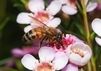 bee on flower