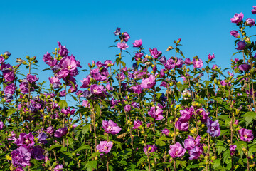 Obraz premium A vibrant bush of purple flowers blooms against a clear blue sky on a sunny summer day