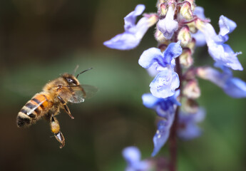 honey bee flying towards australian native plectranthus flower
