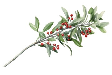 Mistletoe bouquet cherry plant herbs.