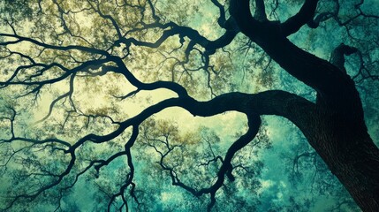 Naklejka premium Tree branches sky. View from beneath a large tree with sprawling branches against a blue sky. The image symbolizes growth, strength, and reaching for the sky.