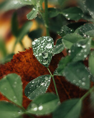 raindrops on a leaf