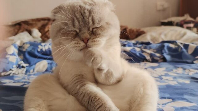 Sitting like a human cat licks fur White cat with blue eyes british fold close up Scottish Fold funny pet copies owner behavior. Soft round cute kitten sits on bed warm light strange animal habit