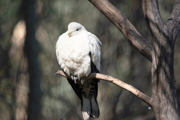 the pied Torresian Imperial Pigeon is all white with black wing tips