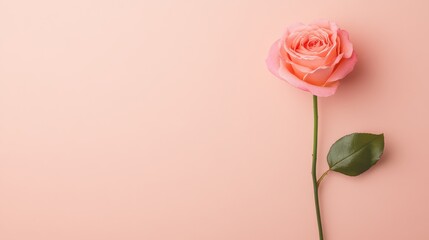 Fototapeta premium A beautiful pink rose on a soft peach background, symbolizing love and elegance, perfect for romantic or nature-themed designs.