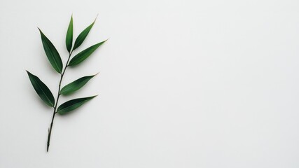 Obraz premium A fresh green leaf elegantly placed on a minimalist white background, symbolizing nature and tranquility.