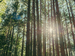 Beautiful view of sunlight shinning in a forest at sunset, Nature or environment, High resolution over 50MP