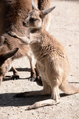 Western grey are large, muscular animals. they are grayish-brown to reddish-brown with a small head, large ears, and a long thick tail used for balance.