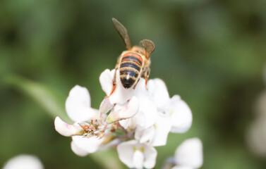 honey bee on a white hardenbergia flower