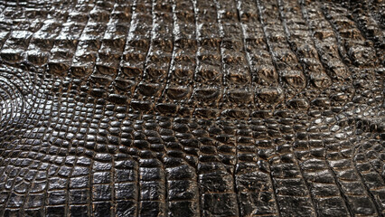 Fototapeta premium Texture of alligator black color skin.
