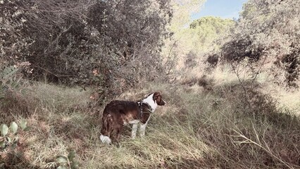 Young shepherd dog standing on the mountain.
