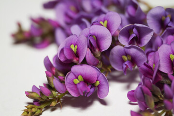 macro purple hardenbergia flowers on white background