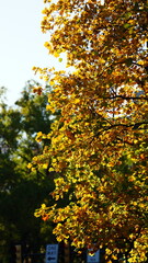 The beautiful campus autumn view in the University of Pennsylvania in Philadelphia