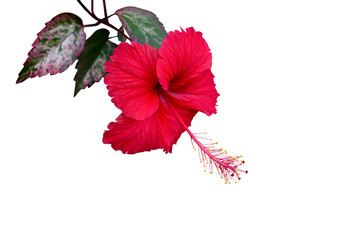 Red hibiscus flower, chinese rose or thailand call chaba isolated on white background included clipping path.