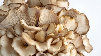 bunch of Maitake mushroom on white background.