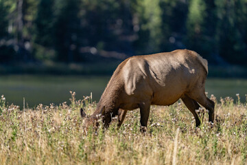 Fototapeta premium The elk (Cervus canadensis), or wapiti, is the second largest species within the deer family, Cervidae, Madison River West Entrance Road, Yellowstone National Park, Wyoming
