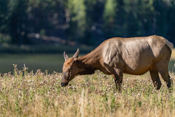 The elk (Cervus canadensis), or wapiti, is the second largest species within the deer family, Cervidae, Madison River West Entrance Road, Yellowstone National Park, Wyoming