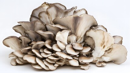 bunch of Maitake mushroom on white background.