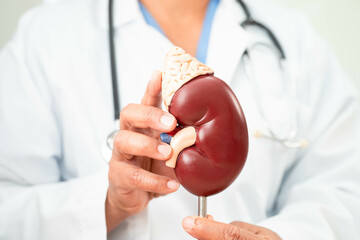 Chronic kidney disease, doctor with model for treatment urinary system, urology, Estimated...