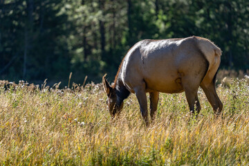The elk (Cervus canadensis), or wapiti, is the second largest species within the deer family,...