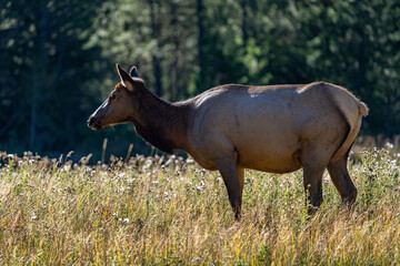 The elk (Cervus canadensis), or wapiti, is the second largest species within the deer family, Cervidae, Madison River West Entrance Road, Yellowstone National Park, Wyoming