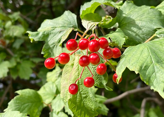 ripe red viburnum berries hanging on a branch of a viburnum bush