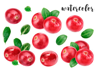 Hand-Painted Watercolor Lingonberry Botanical Illustration