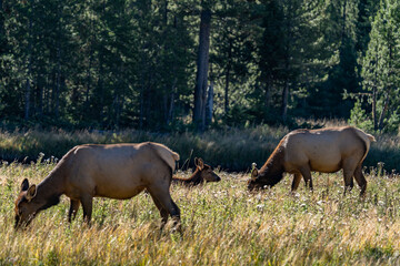 The elk (Cervus canadensis), or wapiti, is the second largest species within the deer family, Cervidae, Madison River West Entrance Road, Yellowstone National Park, Wyoming