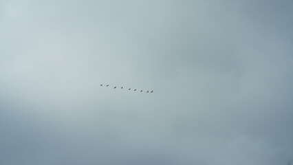 A group of wild geese flying in the blue sky for seasonal migration
