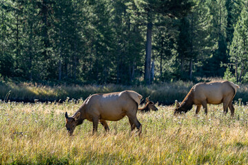 Fototapeta premium The elk (Cervus canadensis), or wapiti, is the second largest species within the deer family, Cervidae, Madison River West Entrance Road, Yellowstone National Park, Wyoming