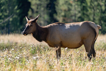 Fototapeta premium The elk (Cervus canadensis), or wapiti, is the second largest species within the deer family, Cervidae, Madison River West Entrance Road, Yellowstone National Park, Wyoming